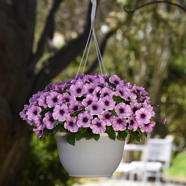 Headliner™ Lavender Picotee Basket