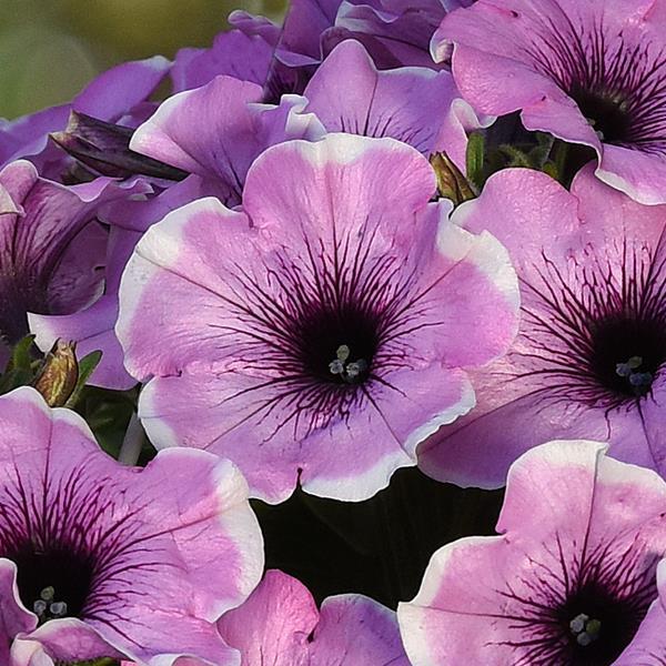 Headliner™ Lavender Picotee Bloom