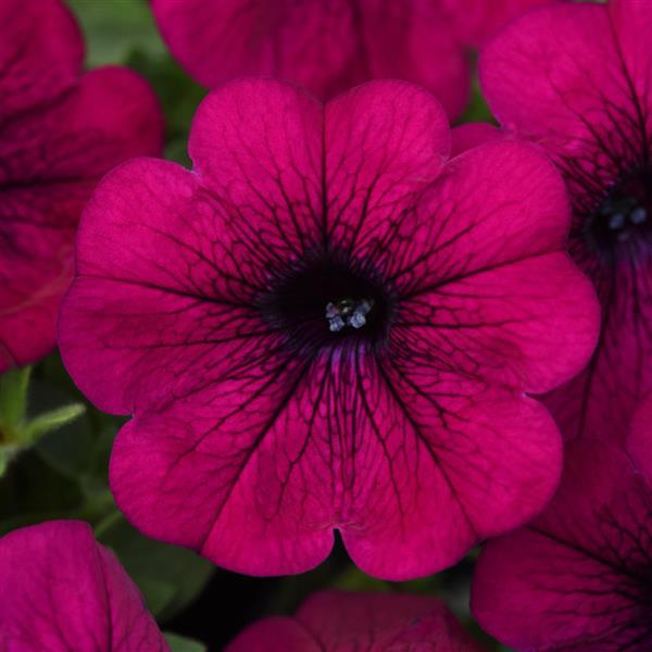 Headliner™ Electric Purple Bloom