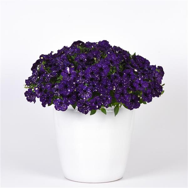 Headliner™ Violet Sky Container