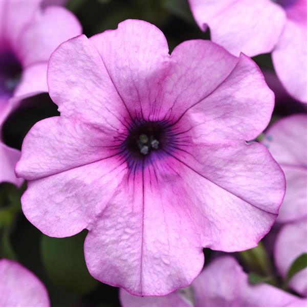 Headliner™ Crystal Pink Bloom