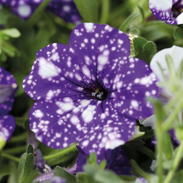 Headliner™ Night Sky<sup>®</sup> Bloom
