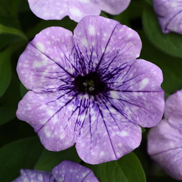 Headliner™ Crystal Sky Bloom