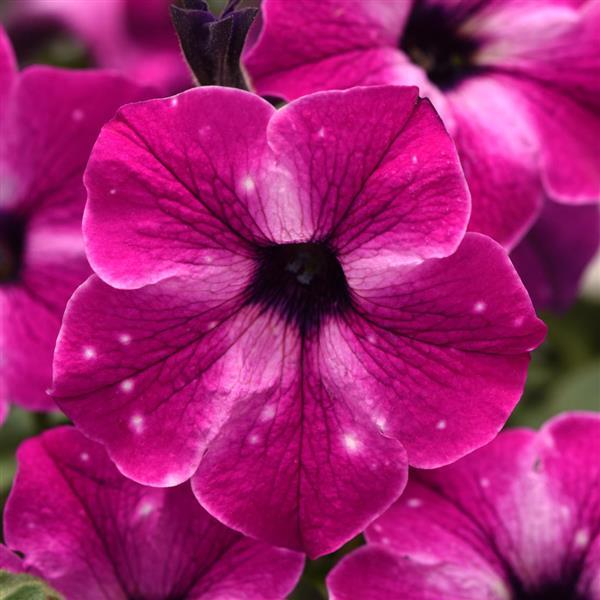 Headliner™ Enchanted Sky Bloom