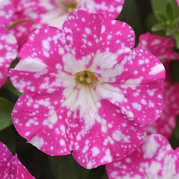 Headliner™ Light Pink Sky Bloom