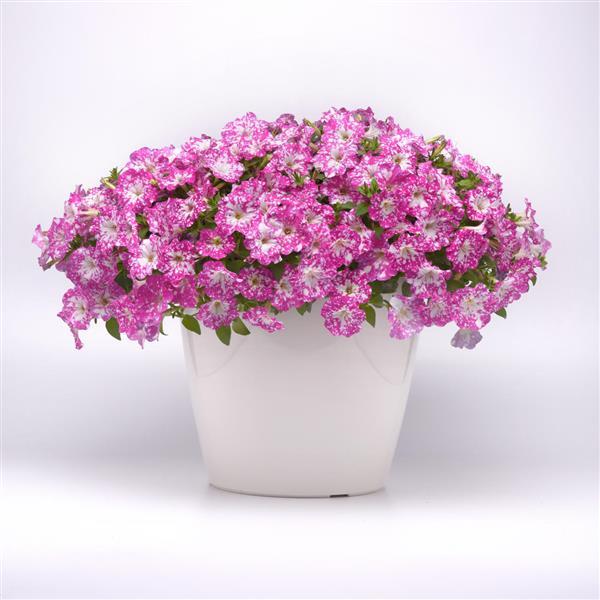 Headliner™ Light Pink Sky Container