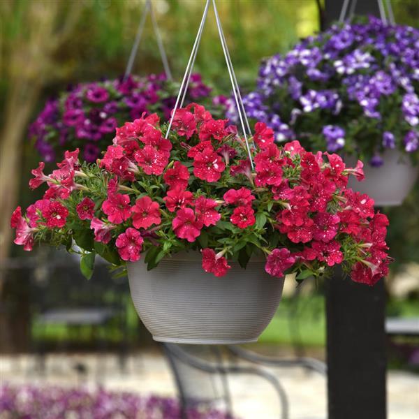 Headliner™ Strawberry Sky Basket