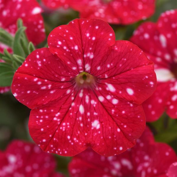 Headliner™ Strawberry Sky Bloom