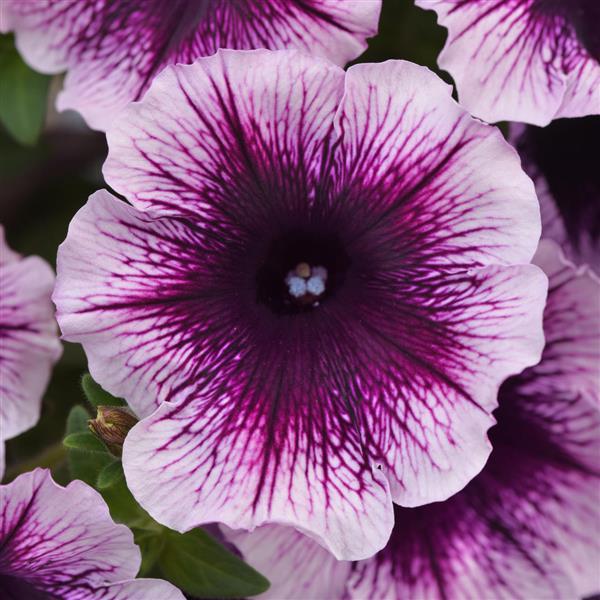 Headliner™ Blackberry Vein Bloom
