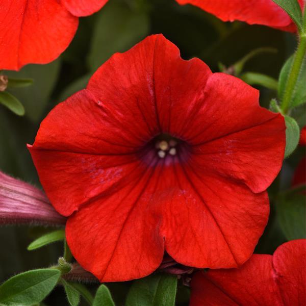 Headliner™ Red 26 Bloom