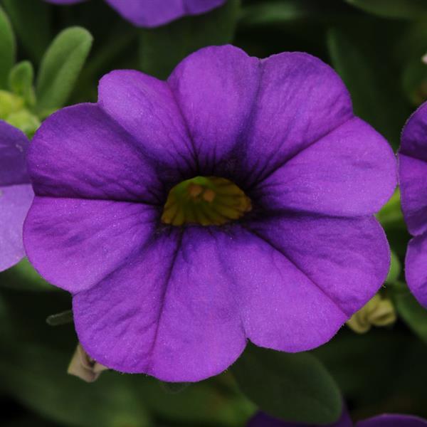 MiniFamous<sup>®</sup> Neo Blue Bloom