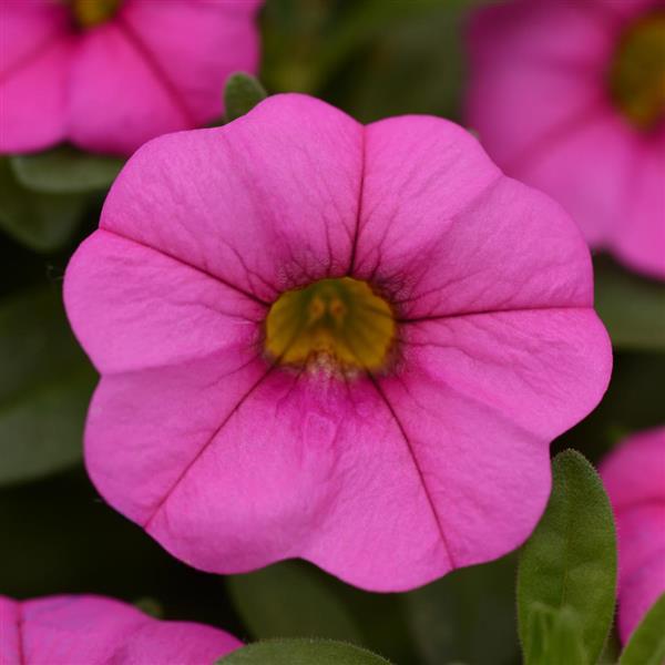 MiniFamous<sup>®</sup> Neo Pink Bloom