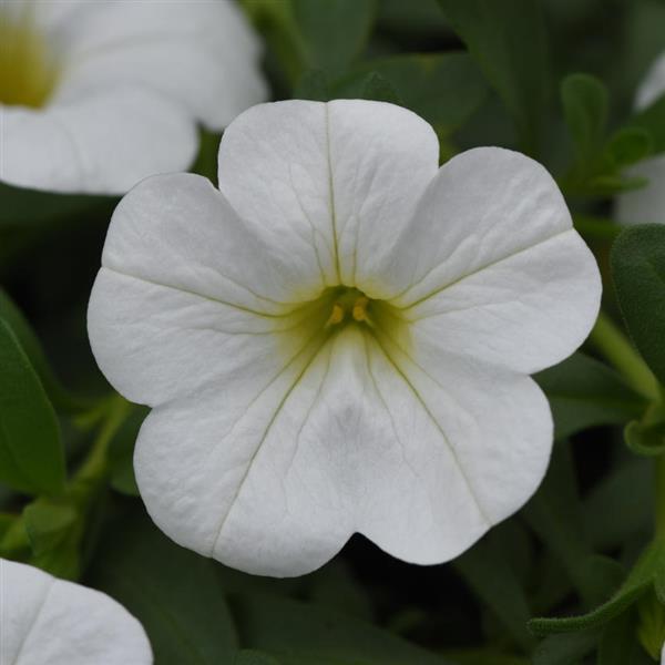 MiniFamous<sup>®</sup> Neo White Bloom