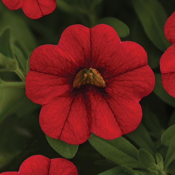 MiniFamous<sup>®</sup> Neo Vampire Bloom