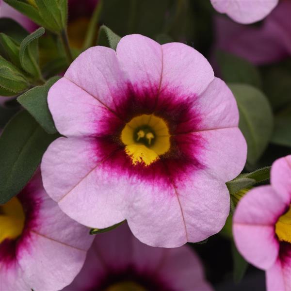 MiniFamous<sup>®</sup> Neo Light Pink+Eye Bloom