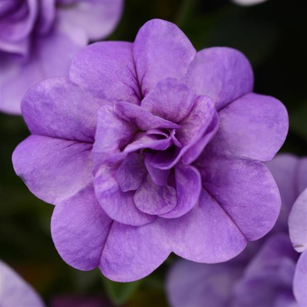 MiniFamous<sup>®</sup> Neo Double Silver Blue Bloom
