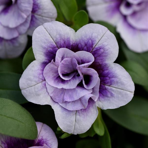 MiniFamous<sup>®</sup> Neo Double PlumTastic Bloom