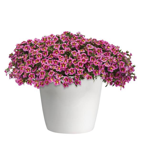 MiniFamous<sup>®</sup> Neo Pink Hawaii Container