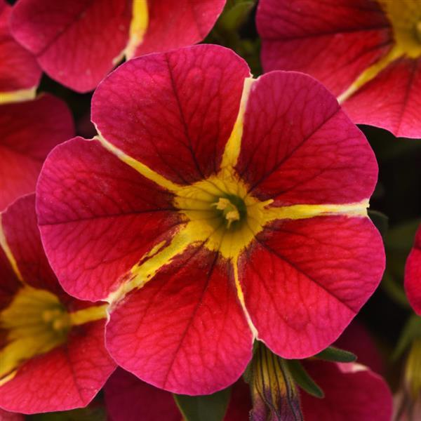 MiniFamous<sup>®</sup> Neo Red Hawaii Bloom