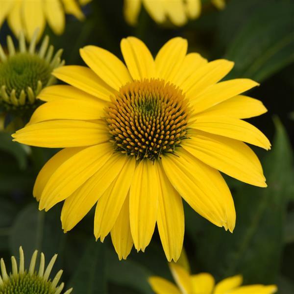 Sombrero<sup>®</sup> Lemon Yellow Bloom