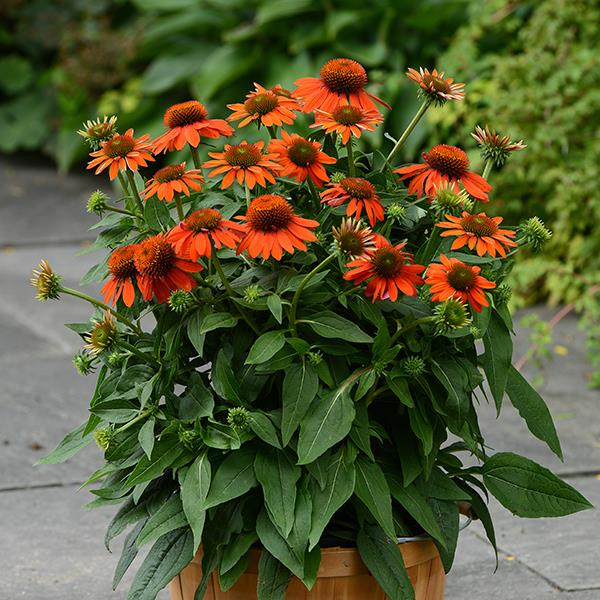 Sombrero<sup>®</sup> Adobe Orange Container