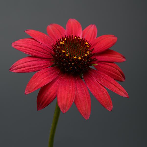 Sombrero<sup>®</sup> Baja Burgundy Bloom