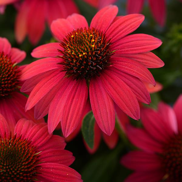 Sombrero<sup>®</sup> Baja Burgundy Garden
