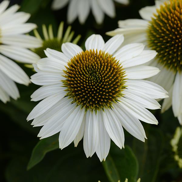 Sombrero<sup>®</sup> Blanco Garden