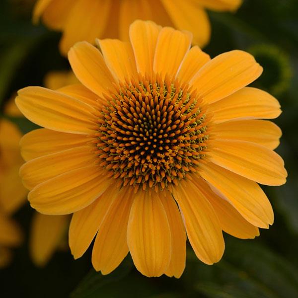 Sombrero<sup>®</sup> Granada Gold Bloom