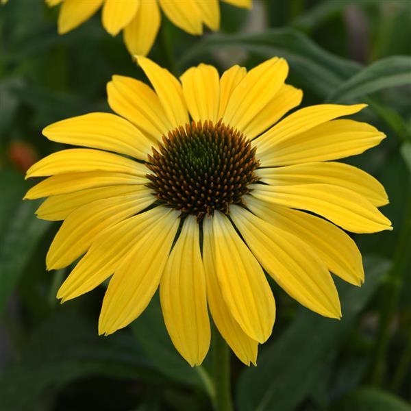 Sombrero<sup>®</sup> Summer Solstice Bloom