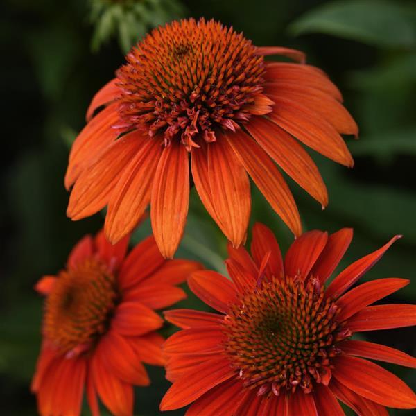 Sombrero<sup>®</sup> Fiesta Orange Bloom