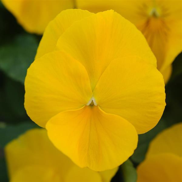 Cool Wave<sup>®</sup> Golden Yellow Bloom