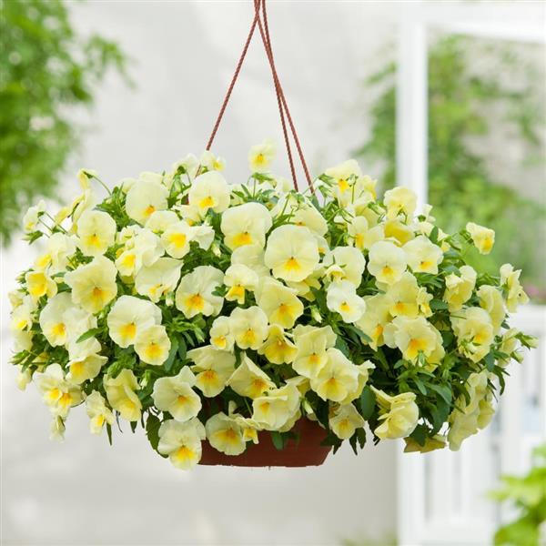 Cool Wave<sup>®</sup> Lemon Basket