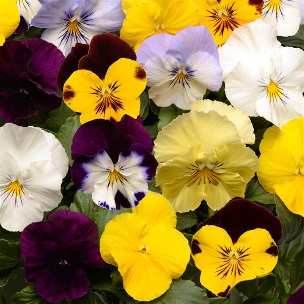 Cool Wave<sup>®</sup> Mixture Bloom