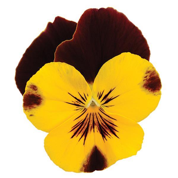 Cool Wave<sup>®</sup> Sunshine 'N Wine Bloom