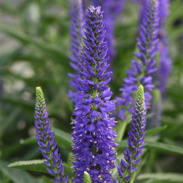 Moody Blues<sup>®</sup> Dark Blue Bloom