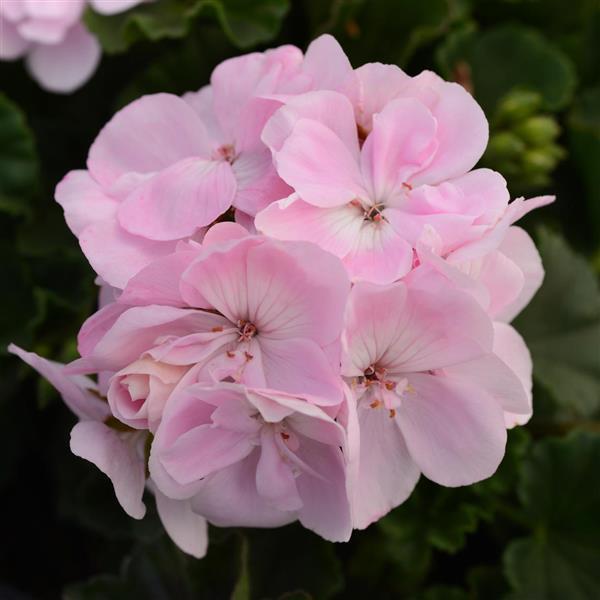 Fantasia<sup>®</sup> Appleblossom Bloom