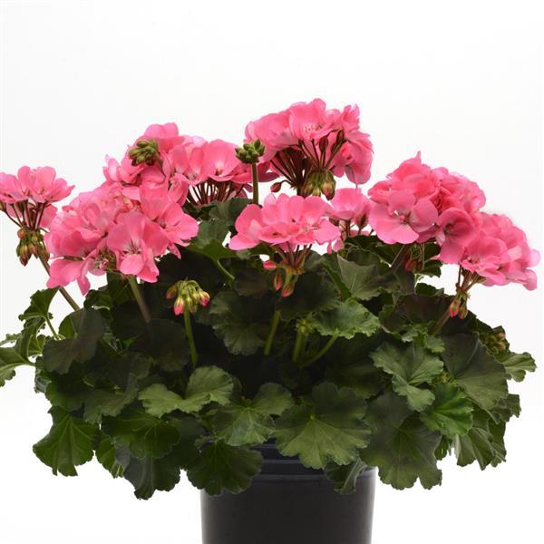 Fantasia<sup>®</sup> Pink Container