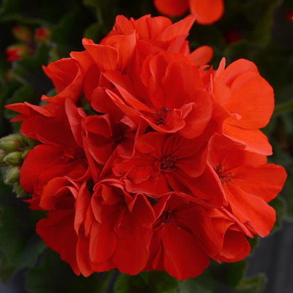 Fantasia<sup>®</sup> Scarlet Bloom