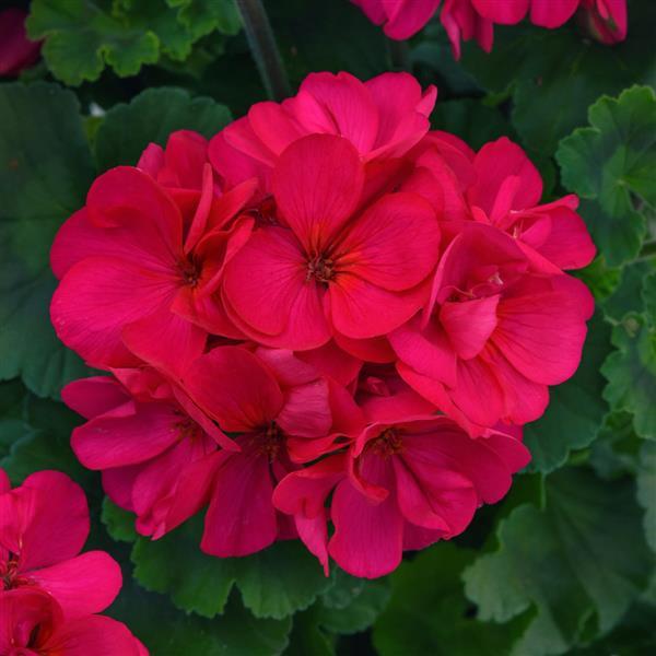 Fantasia<sup>®</sup> Violet Bloom