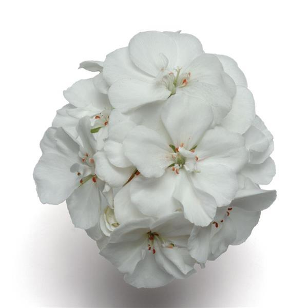 Fantasia<sup>®</sup> White Bloom
