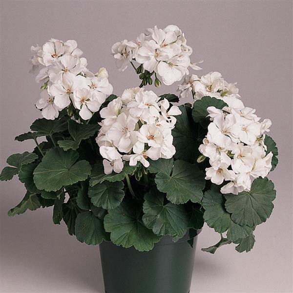 Fantasia<sup>®</sup> White Container