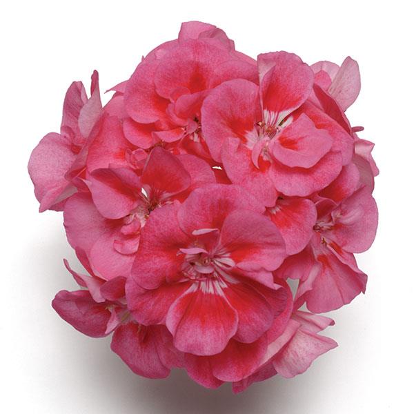 Fantasia<sup>®</sup> Strawberry Sizzle Bloom