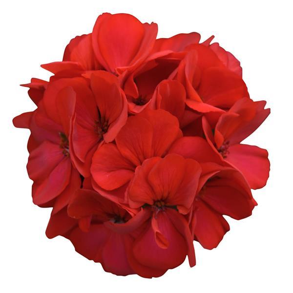 Fantasia<sup>®</sup> Fuchsia Berry Bloom