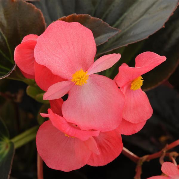 Whopper<sup>®</sup> Rose With Bronze Leaf Bloom
