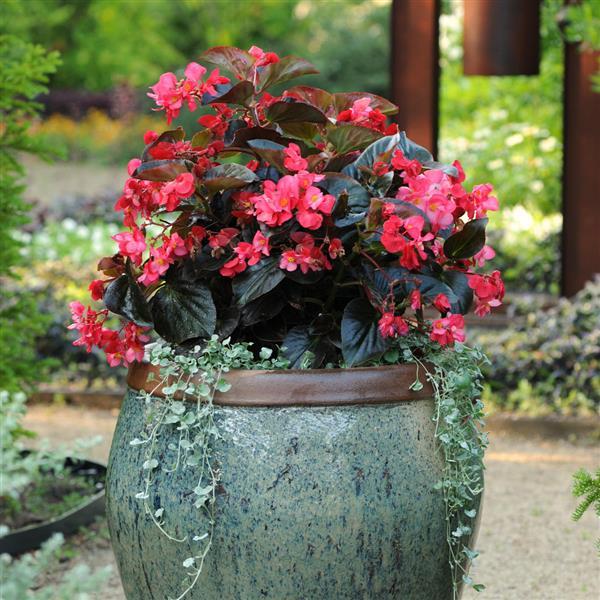 Whopper<sup>®</sup> Rose With Bronze Leaf Container