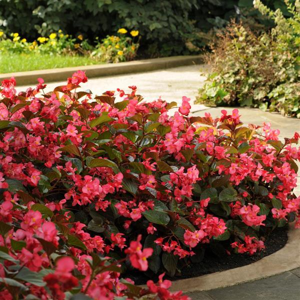 Whopper<sup>®</sup> Rose With Bronze Leaf Landscape
