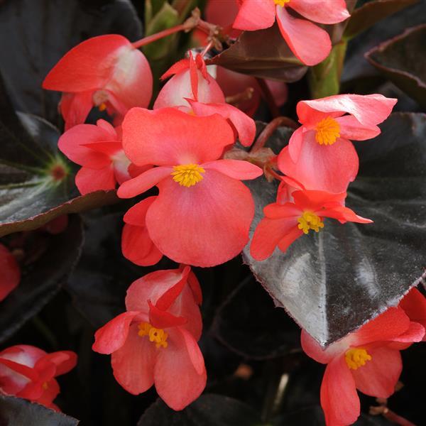 Whopper<sup>®</sup> Red With Bronze Leaf Improved Bloom