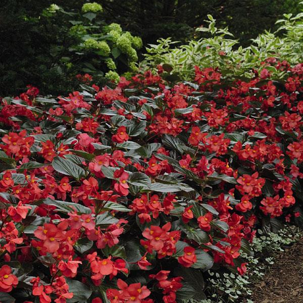 Whopper<sup>®</sup> Red With Bronze Leaf Improved Landscape