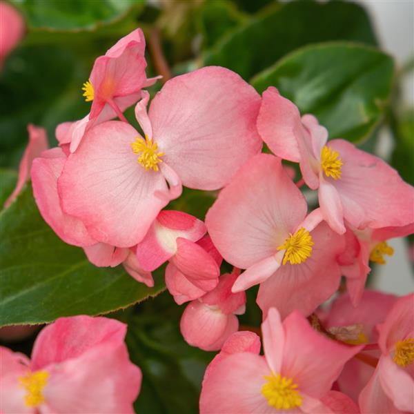 Whopper<sup>®</sup> Pink With Green Leaf Bloom